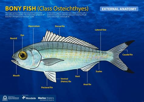 Bony Fish .